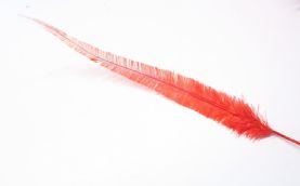 Long Cut Red Ostrich Feather